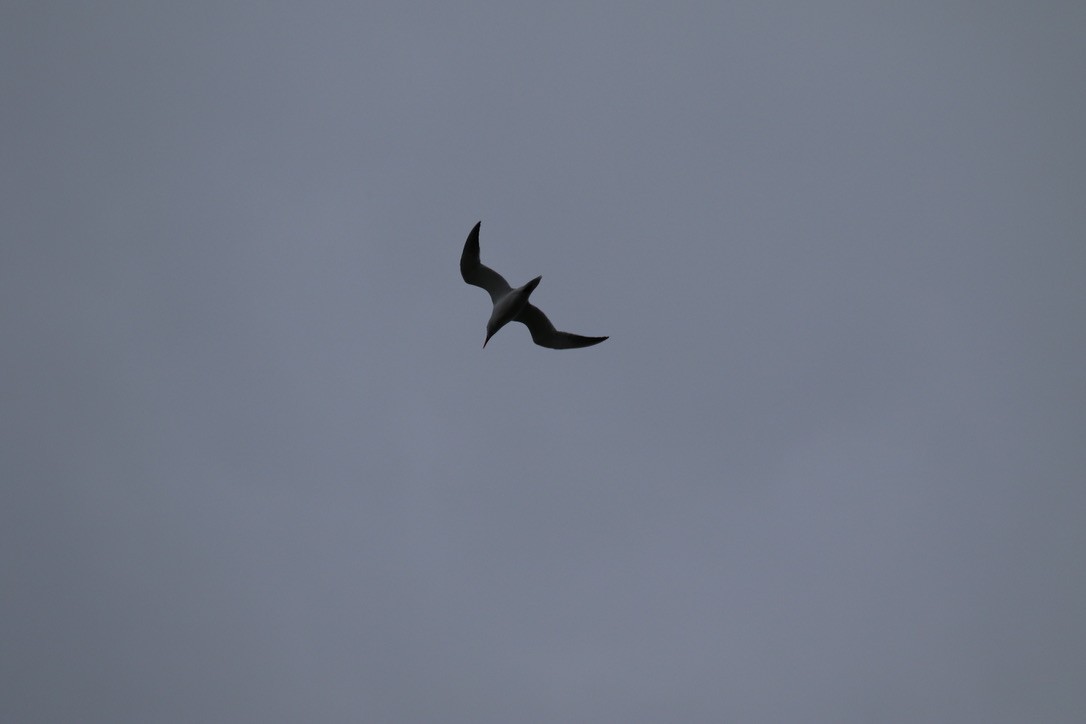 Caspian Tern - ML452625581