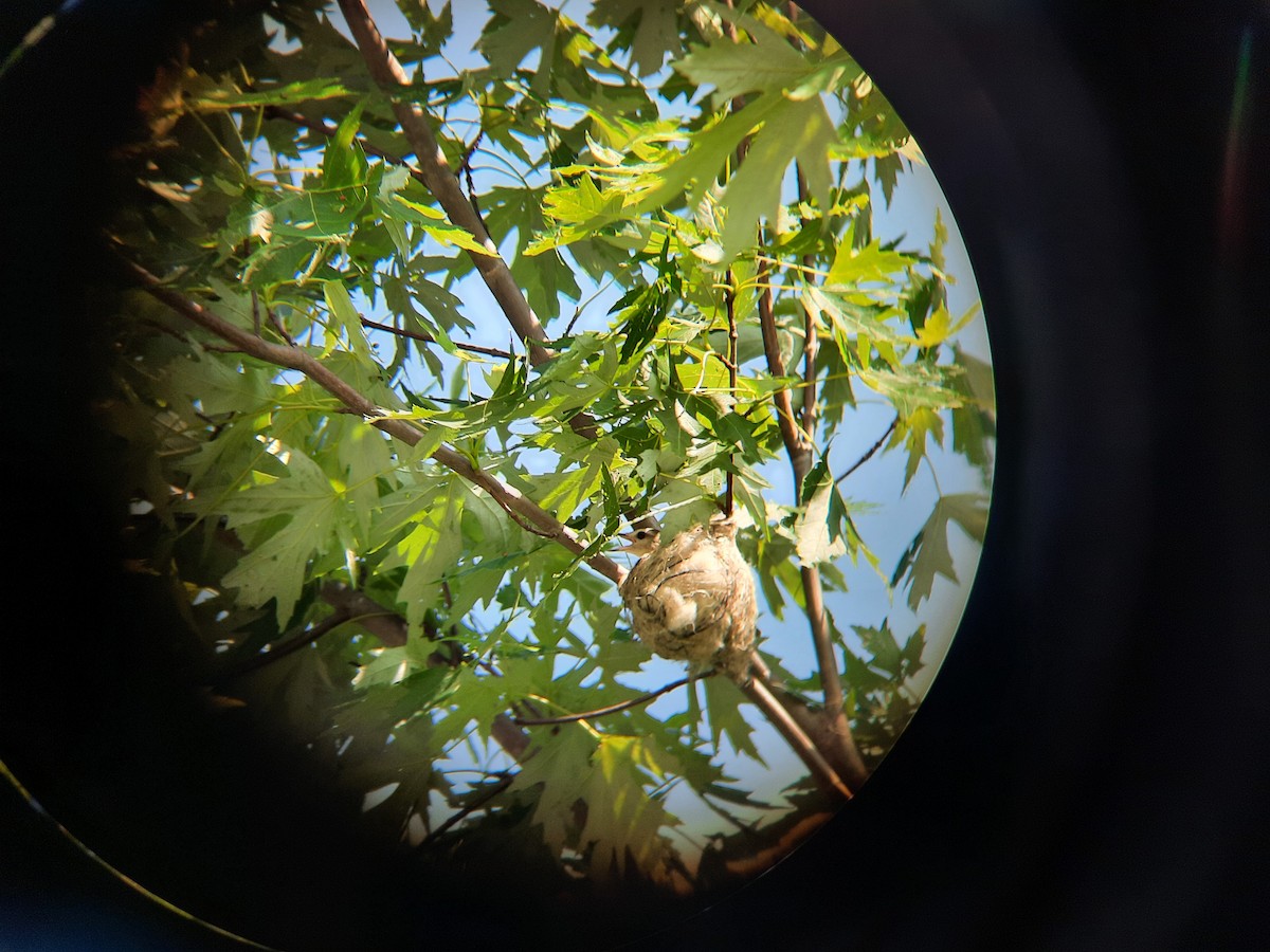 Eastern Warbling Vireo - ML452625821