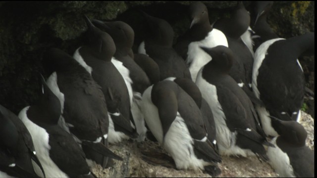 Thick-billed Murre - ML452626