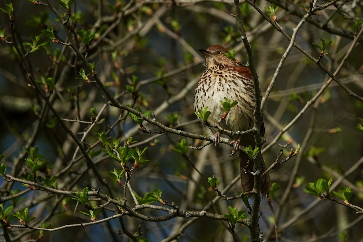 Brown Thrasher - Scott Stafford