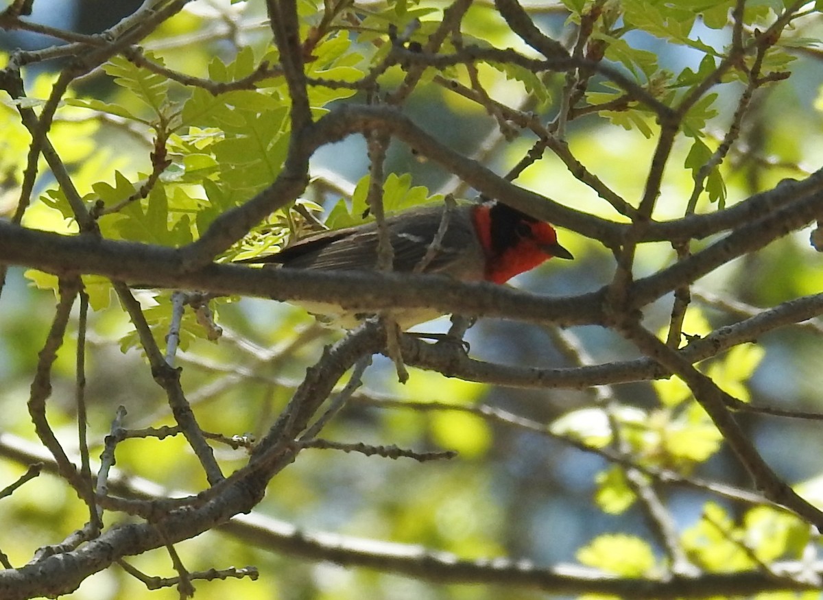 Red-faced Warbler - Steve Hosmer