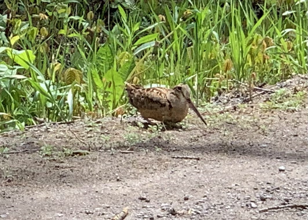 American Woodcock - ML452627931