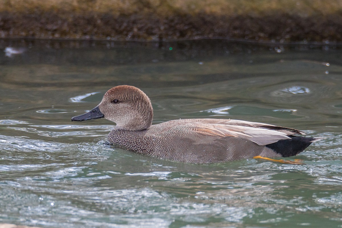 Gadwall - Terry Woodward