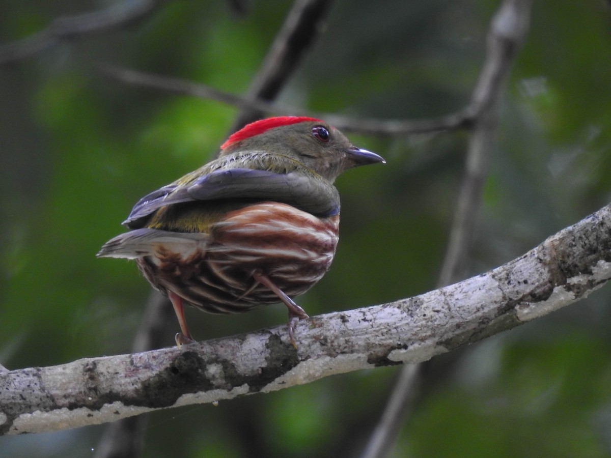 Striolated Manakin - ML452629031