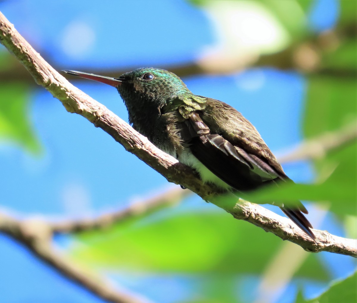 Snowy-bellied Hummingbird - Ann Van Denburgh