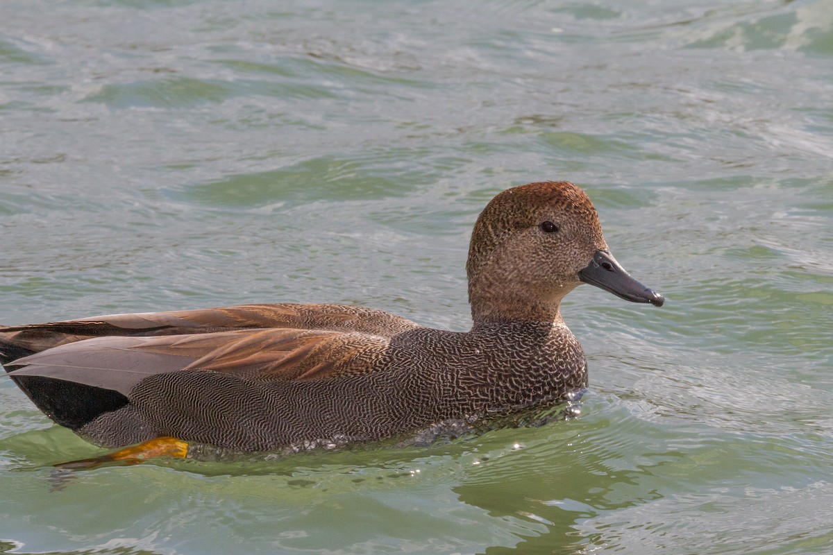 Gadwall - Terry Woodward