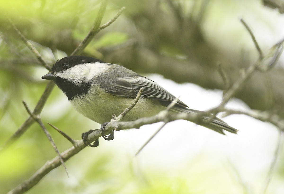 Black-capped Chickadee - Clive Harris