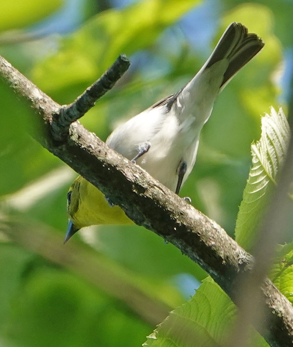 Yellow-throated Vireo - ML452630461