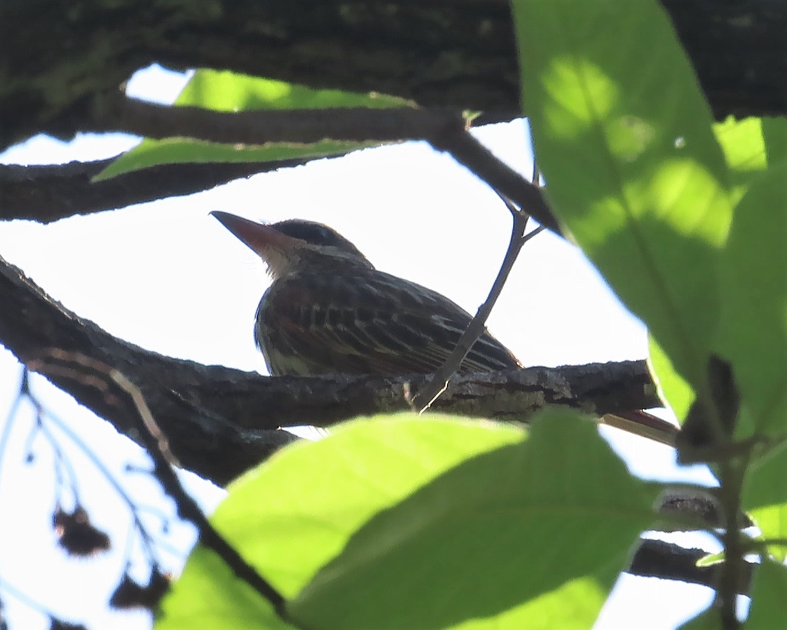 Streaked Flycatcher - ML452631241