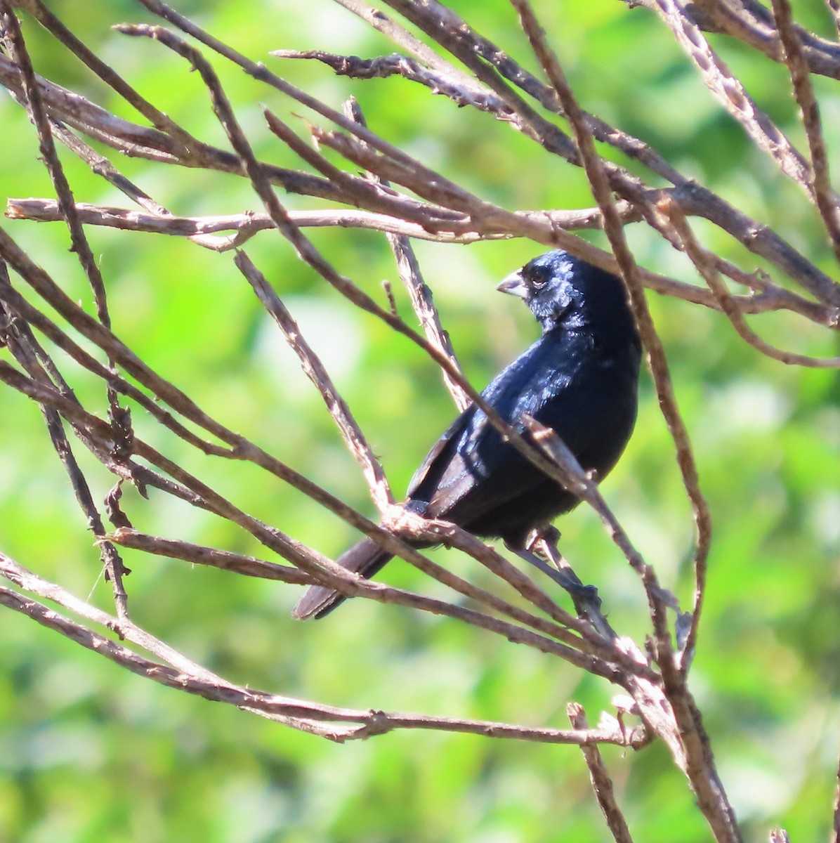 Blue-black Grassquit - Ann Denburgh