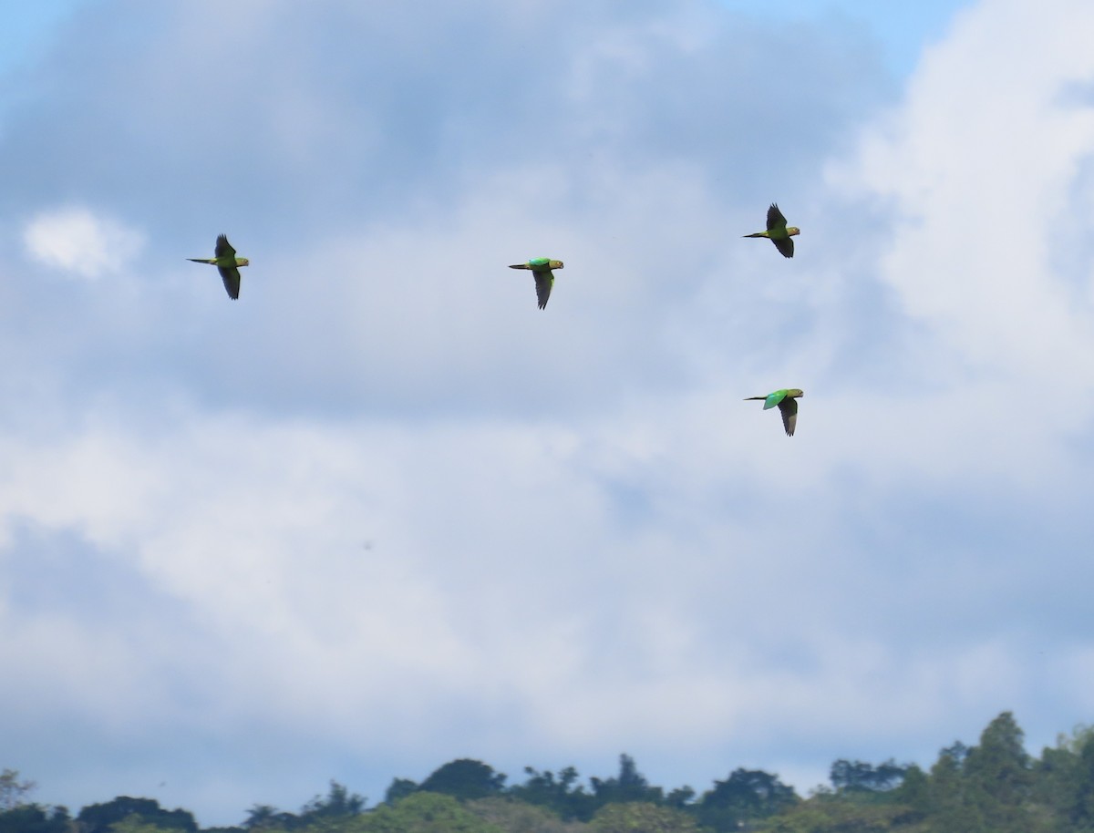 Brown-throated Parakeet - ML452631781