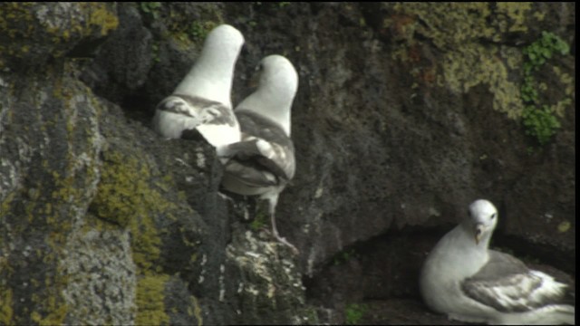 Northern Fulmar - ML452632