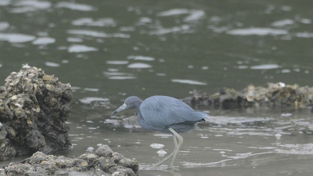 Garceta Azul - ML452633271