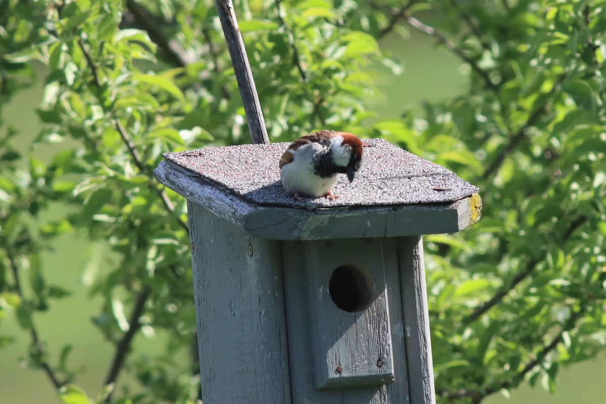 House Sparrow - Margaret Viens