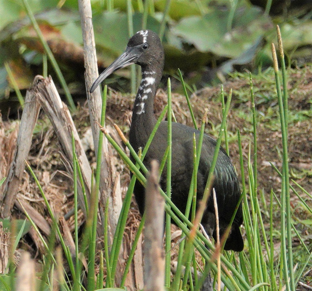 Glossy Ibis - Nancy Edmondson