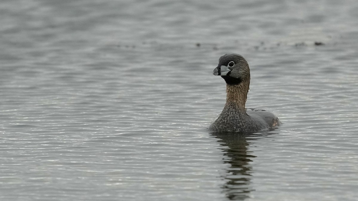 Pied-billed Grebe - Sunil Thirkannad