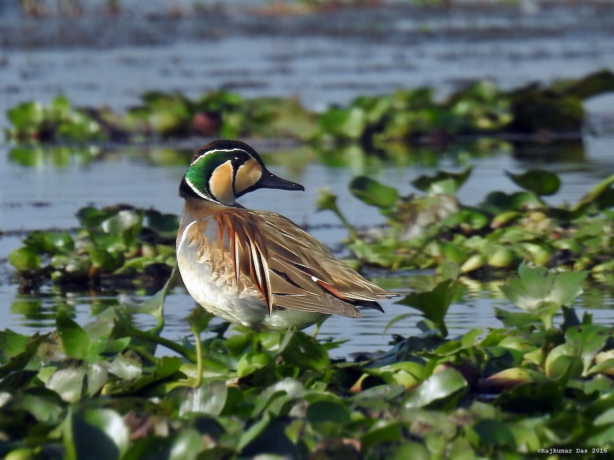 Baikal Teal - Rajkumar Das