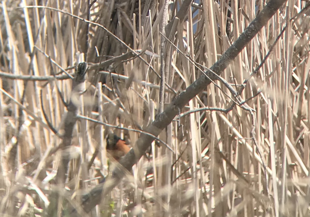 Orchard Oriole - Evan  McCaul