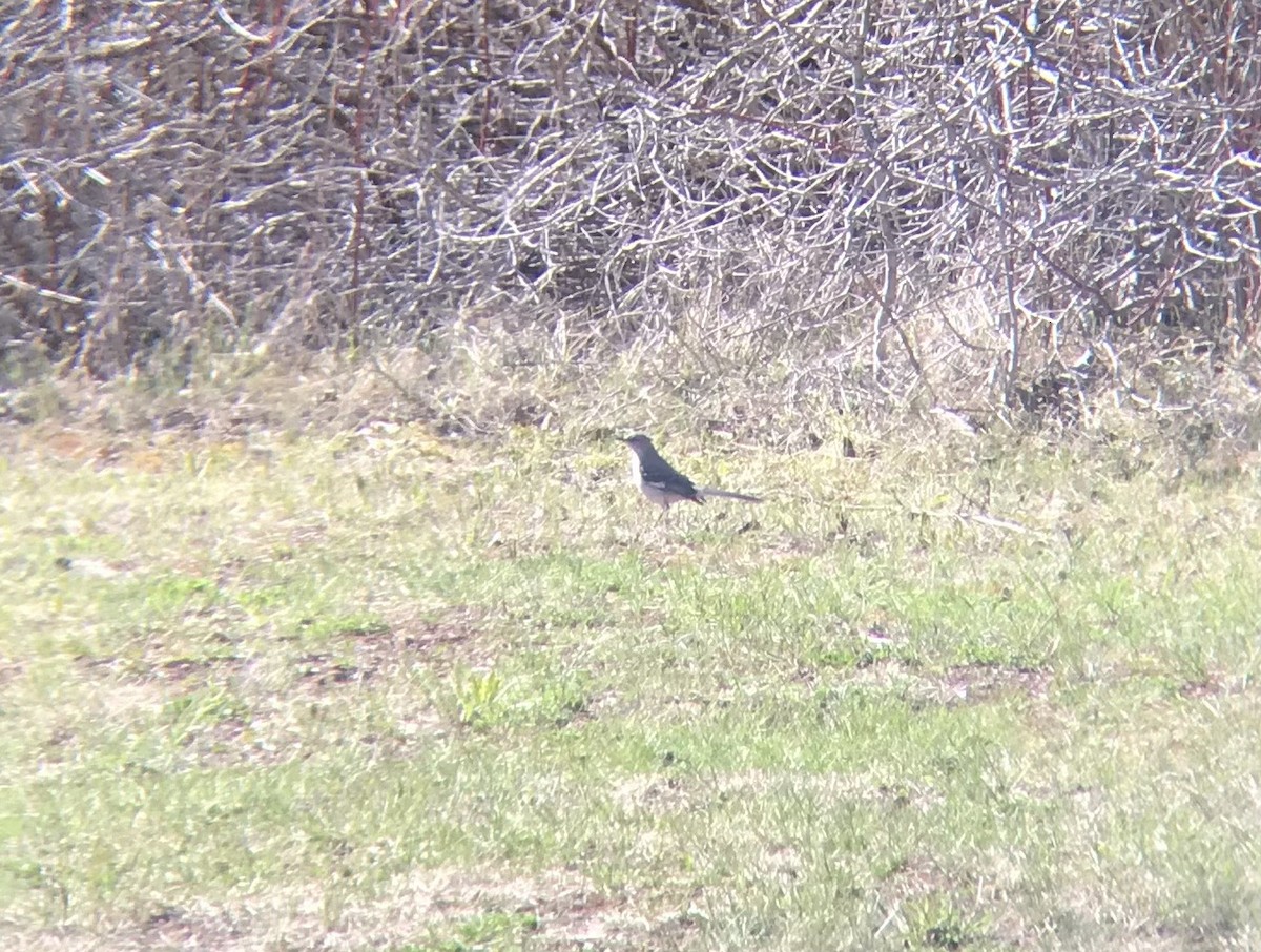 Northern Mockingbird - ML452638791