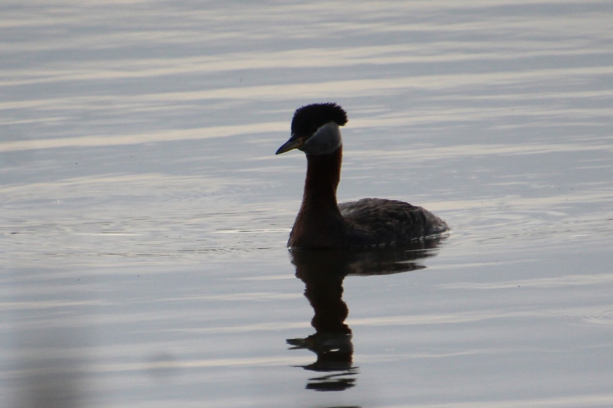Red-necked Grebe - ML452639991
