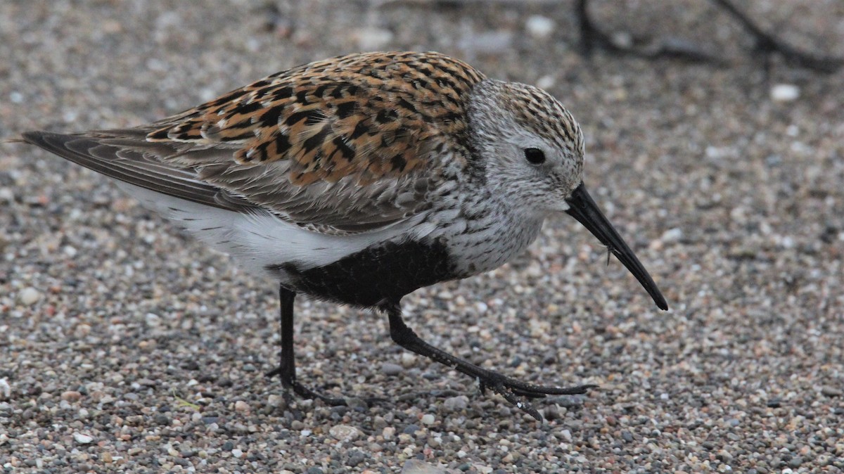 Dunlin - Michael McAllister