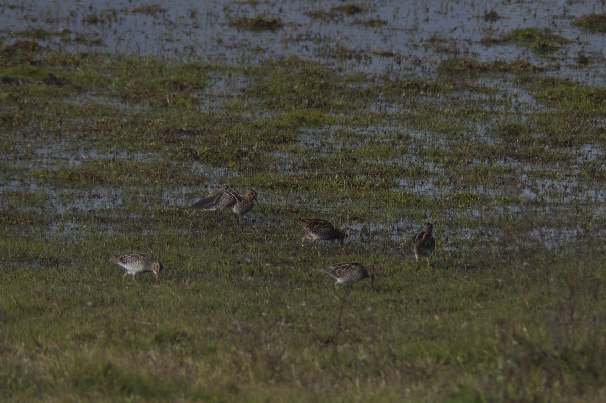 Pantanal Snipe - ML452642311