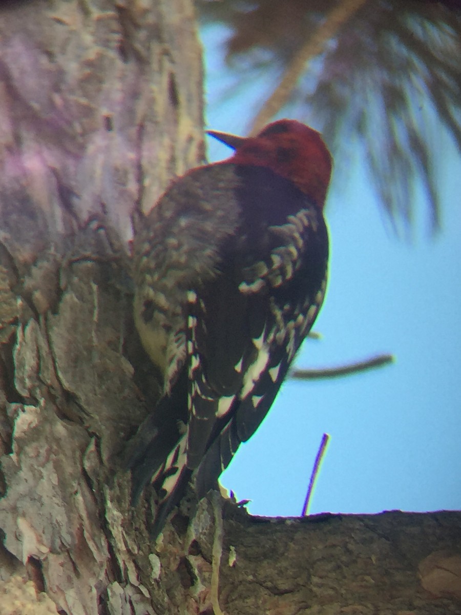 Red-breasted Sapsucker - ML45264351