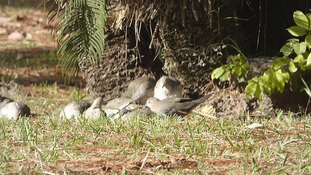 Picui Ground Dove - ML452644551