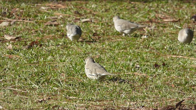 Picui Ground Dove - ML452644571