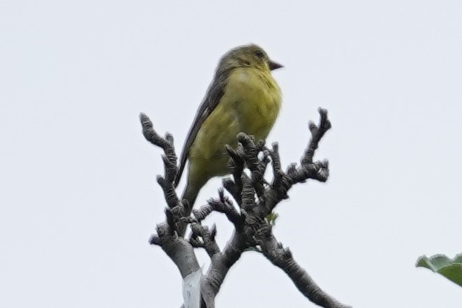 Lesser Goldfinch - ML452644691