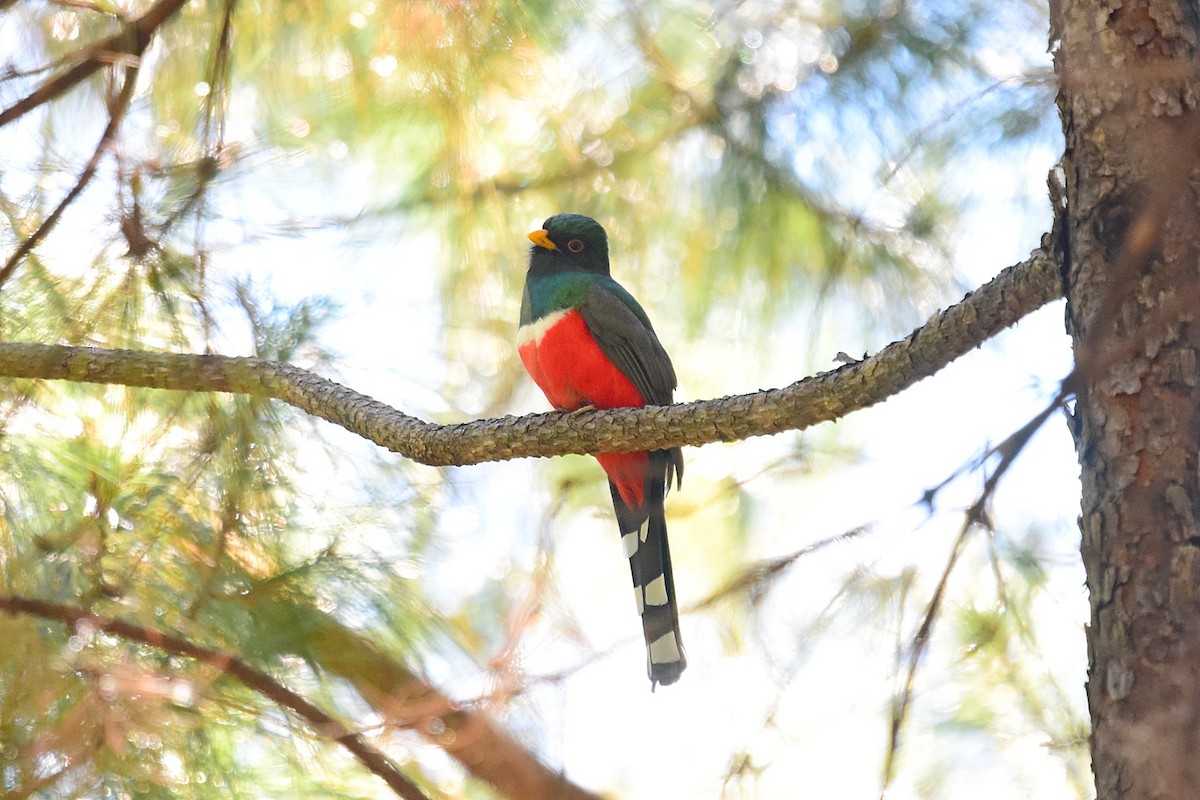 Bronzetrogon - ML45264471