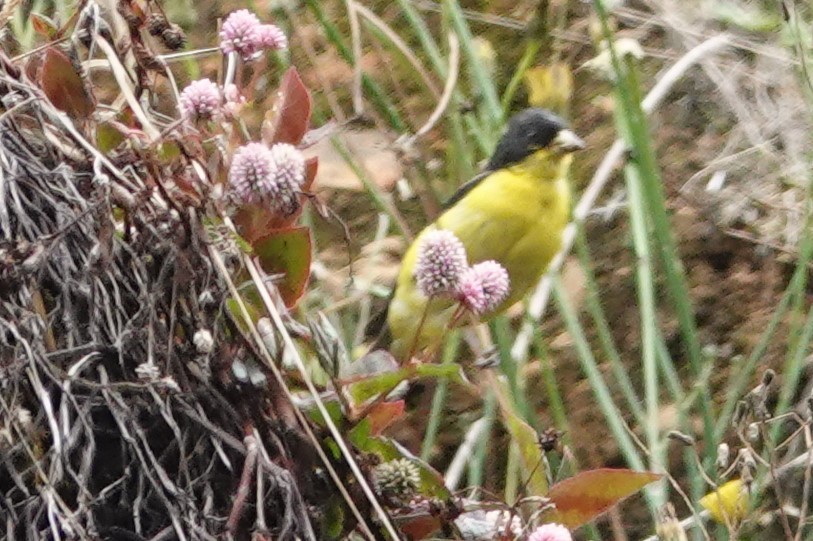 Lesser Goldfinch - ML452644741