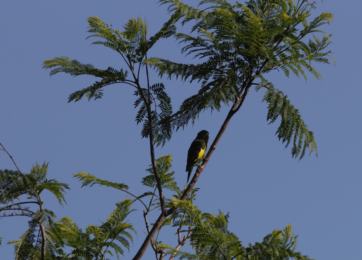 White-winged Parakeet - ML452645611