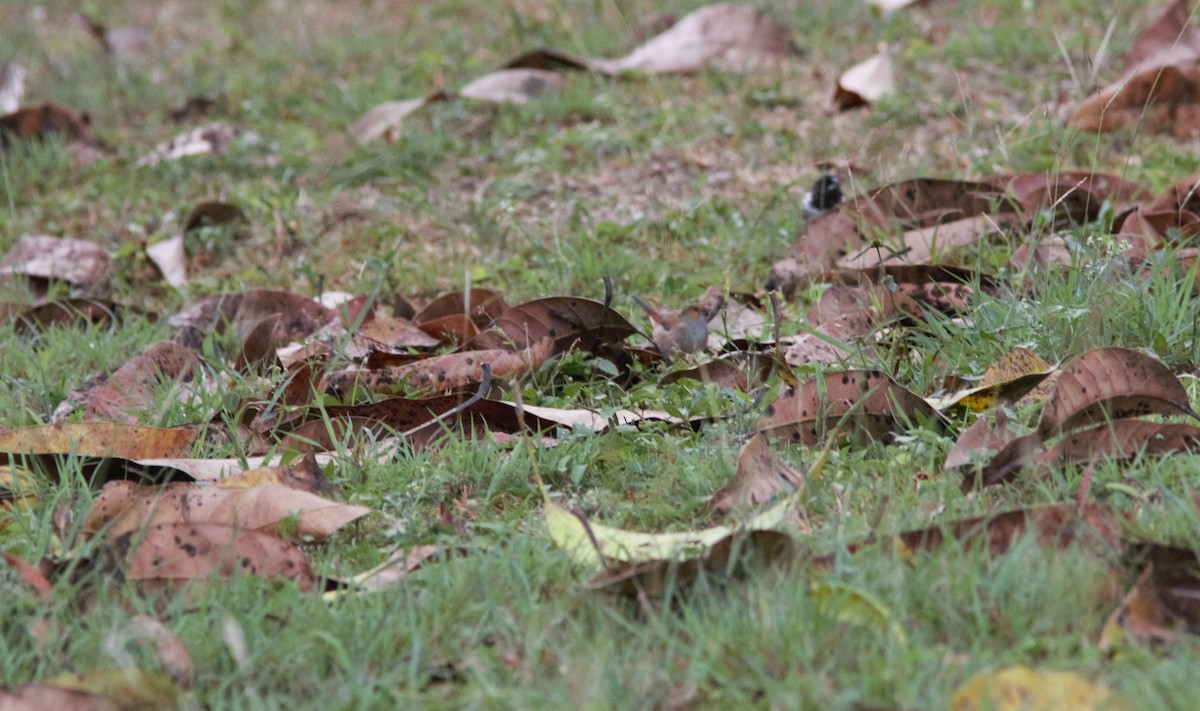 Orange-cheeked Waxbill - Anonymous