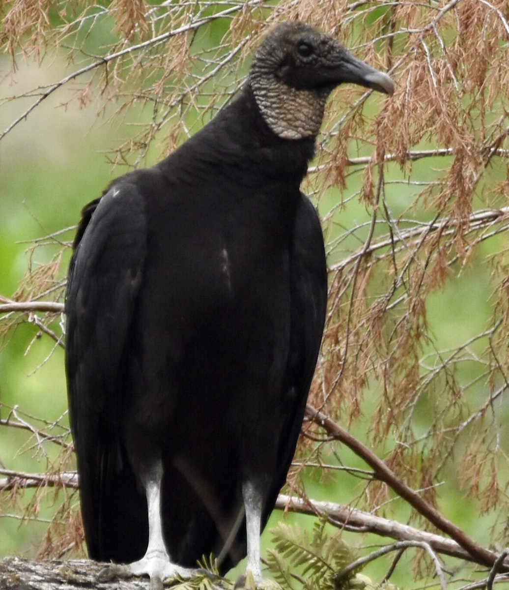 Black Vulture - ML452646231