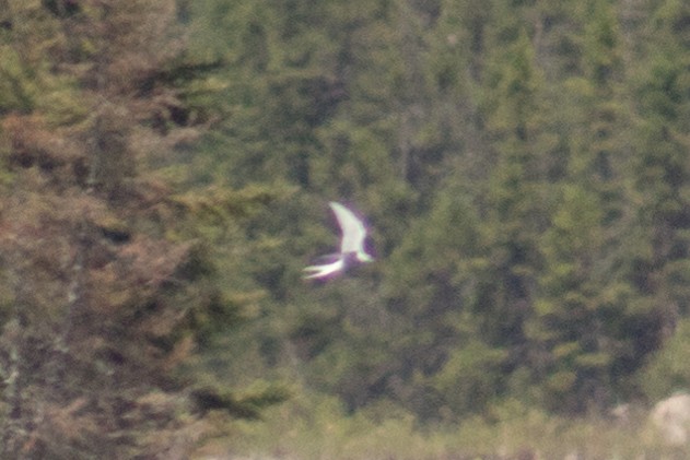 Arctic Tern - Catherine Dion