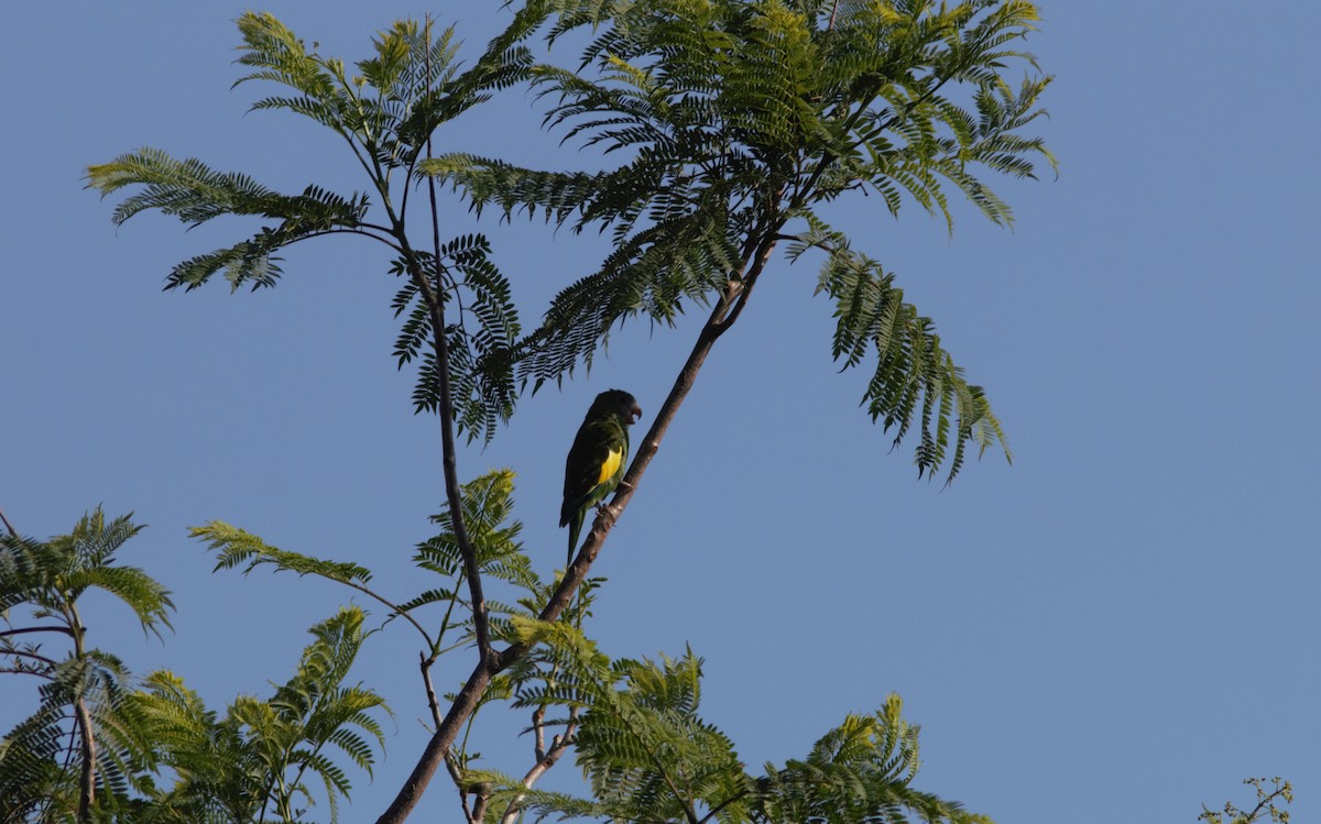 White-winged Parakeet - Anonymous