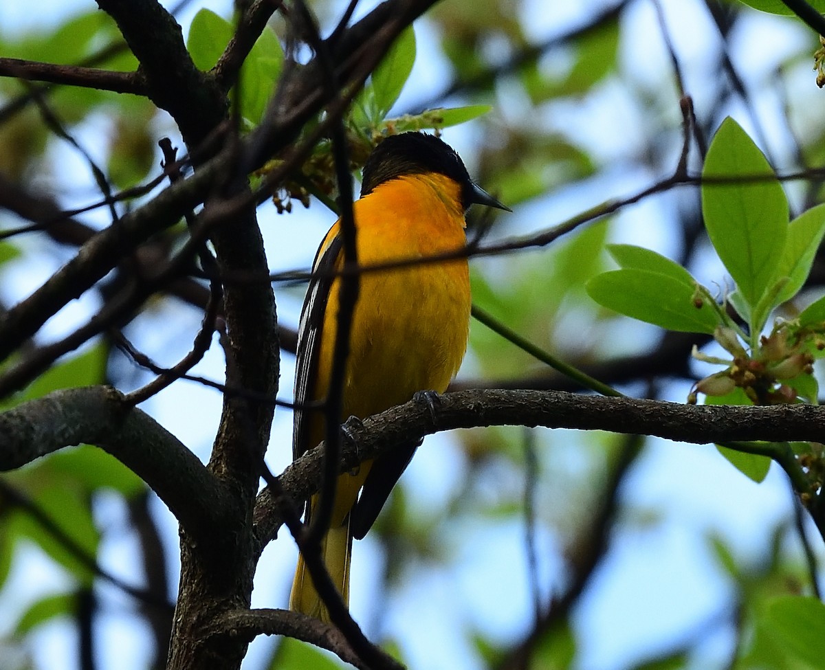Baltimore Oriole - ML452647111