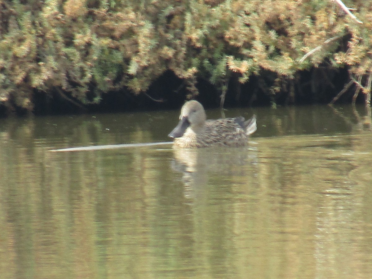 Red Shoveler - ML452647131