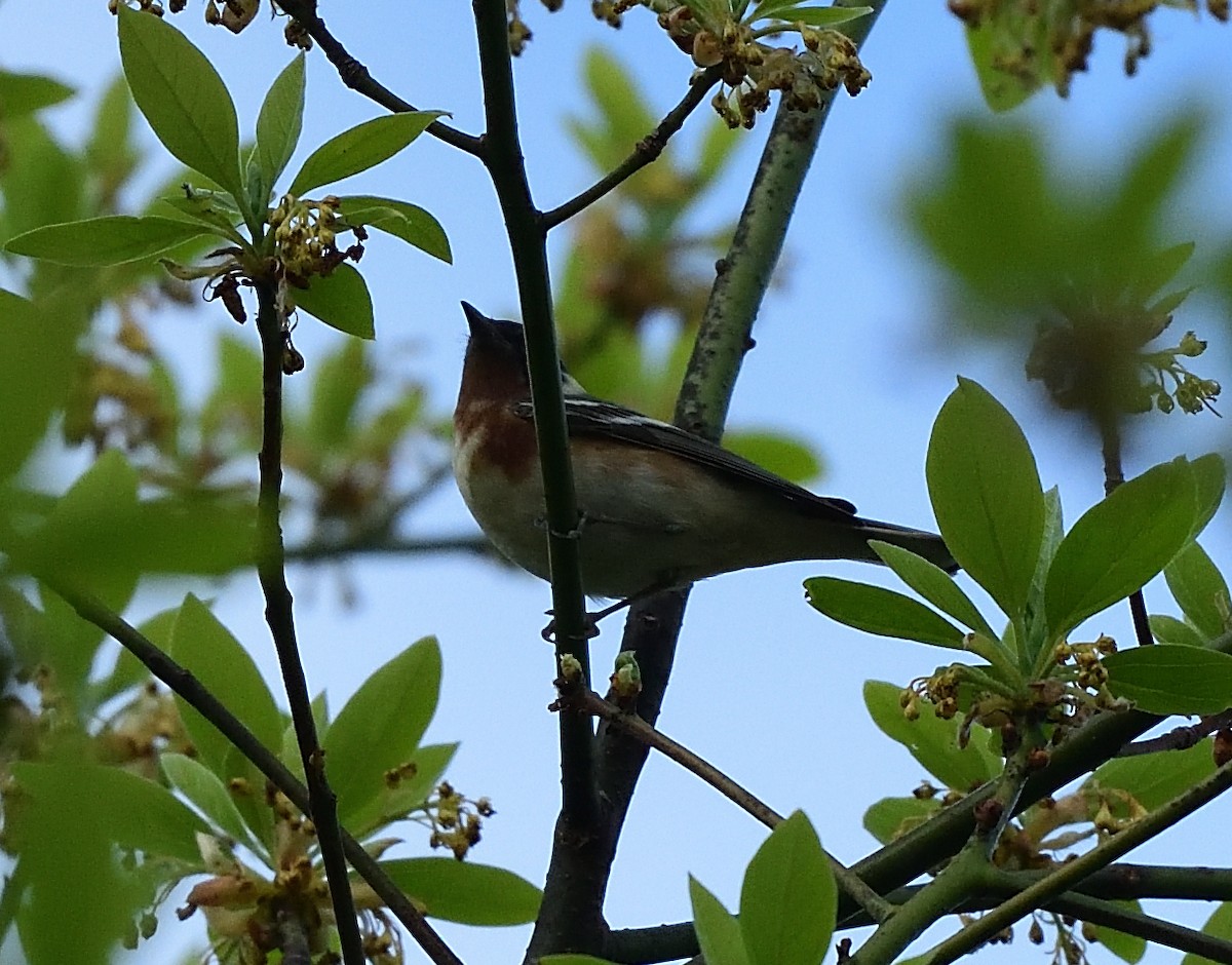 Bay-breasted Warbler - ML452647161