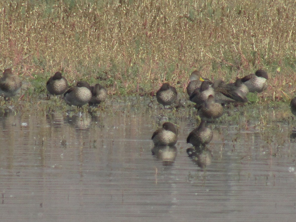 Yellow-billed Teal - ML452647321