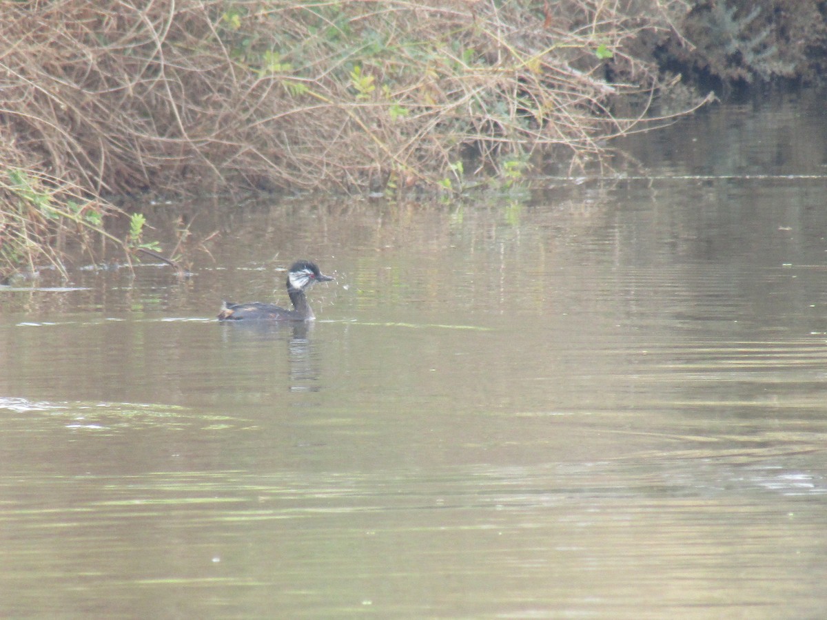 White-tufted Grebe - ML452647531