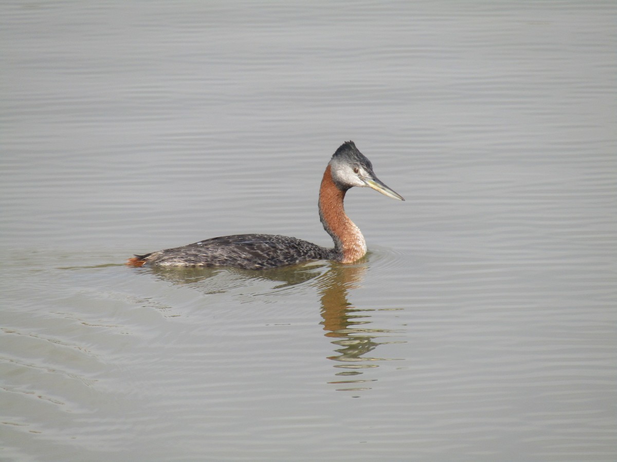 Great Grebe - ML452647631