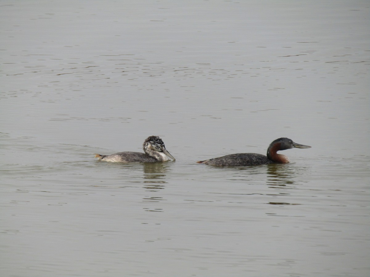 Great Grebe - ML452647641