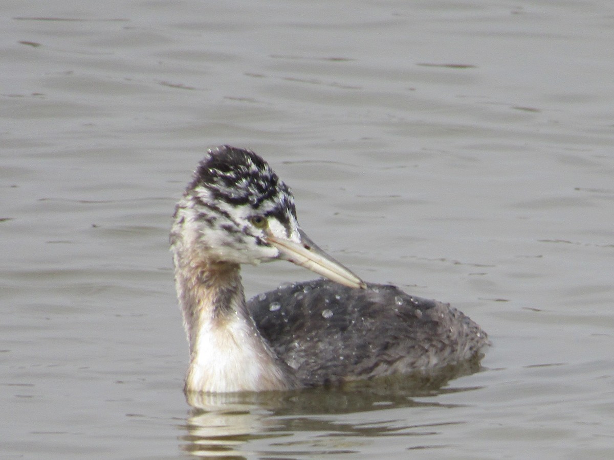 Great Grebe - ML452647681