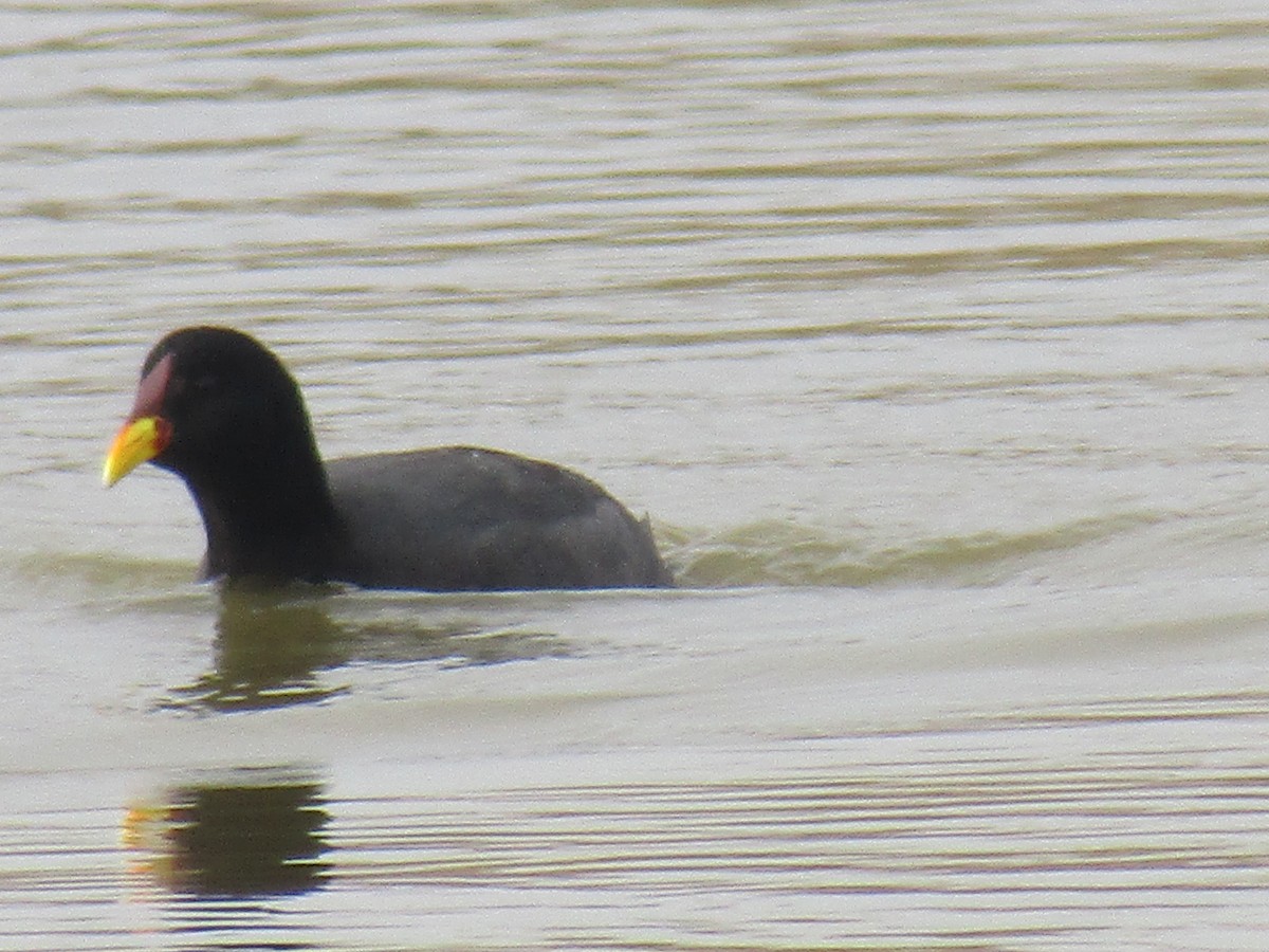 Red-fronted Coot - Isabel Rojas Segalerva