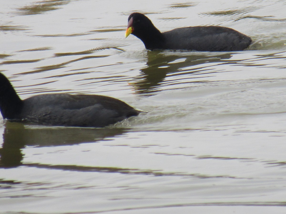 Red-fronted Coot - ML452647821