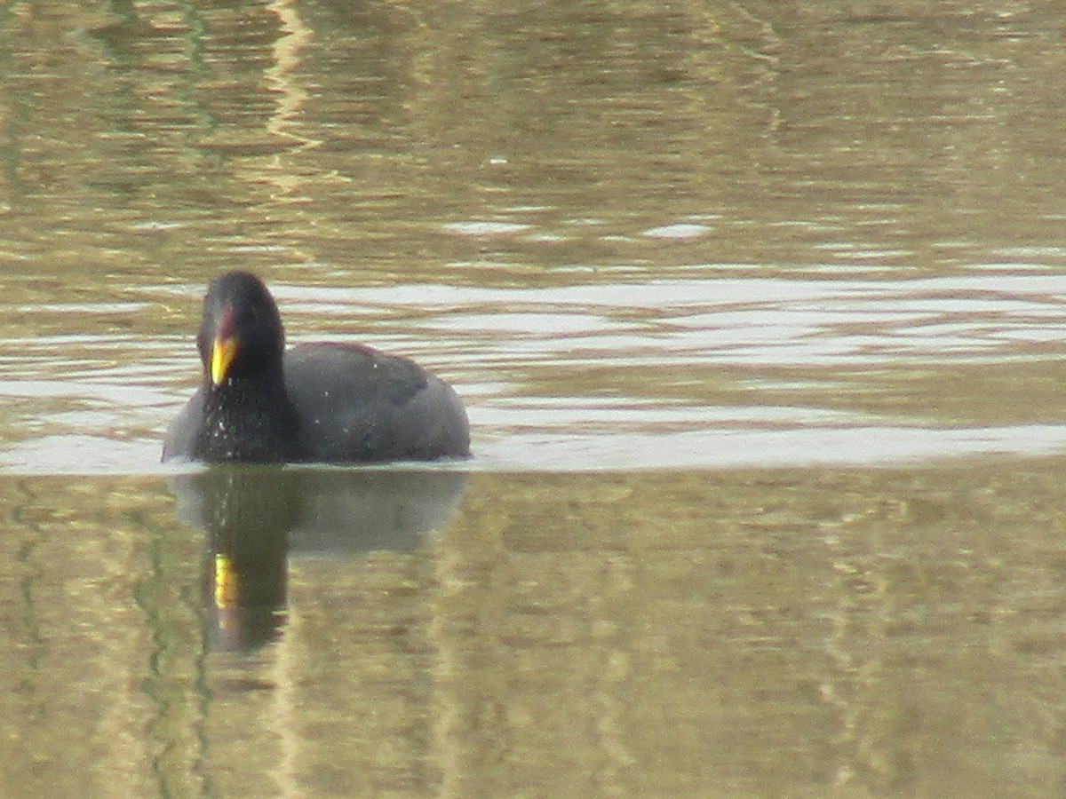 Red-fronted Coot - Isabel Rojas Segalerva