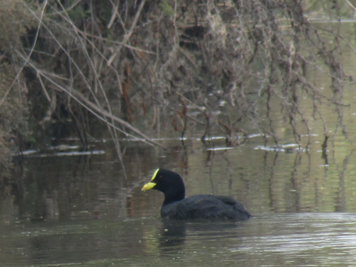 Red-gartered Coot - ML452648021