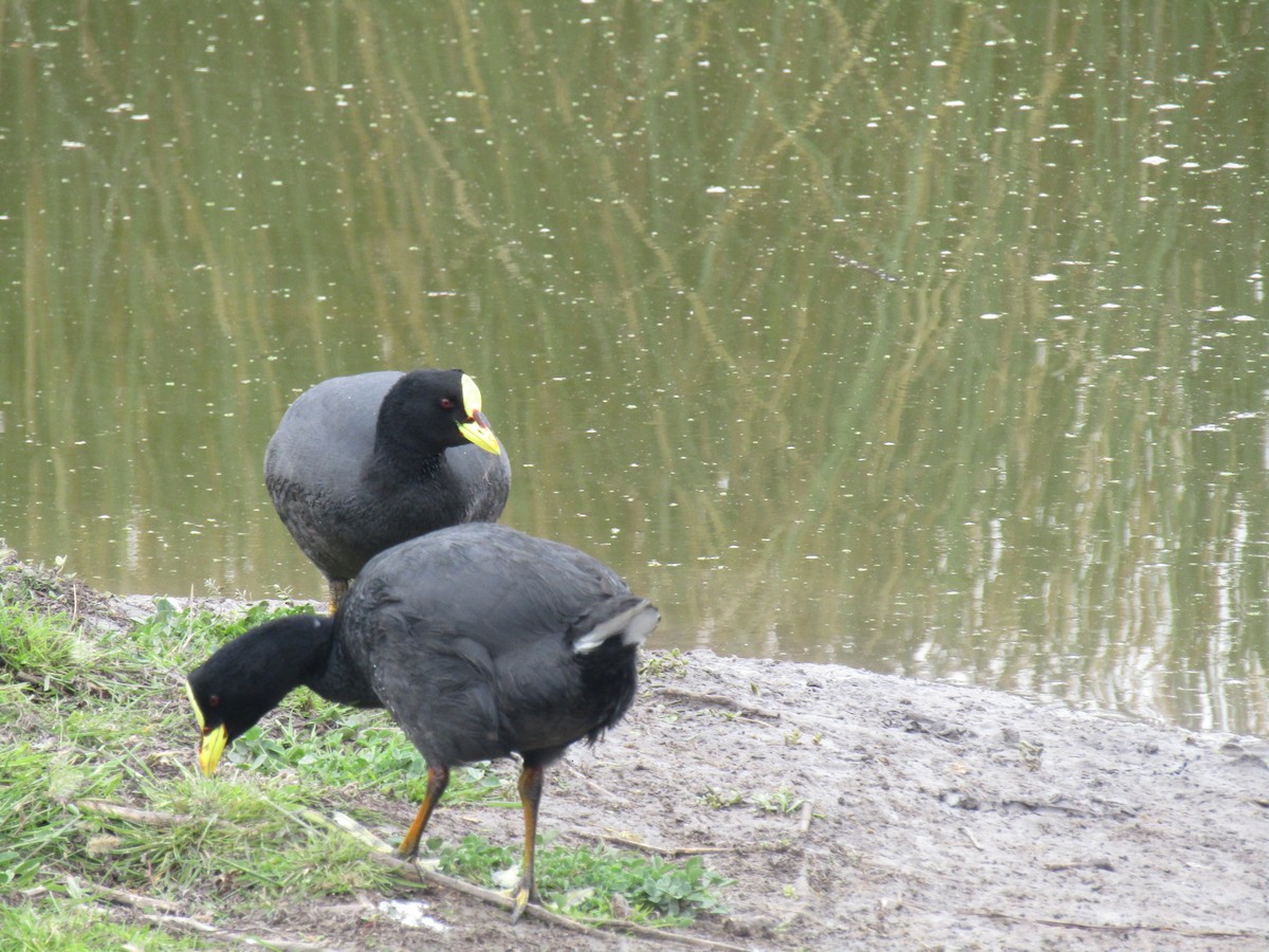 Red-gartered Coot - Isabel Rojas Segalerva